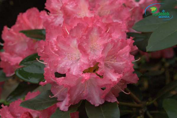 Rhododendron Mrs Cesarini